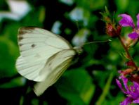 Grünader-Weißling (Rapsweißling), Pieris napi