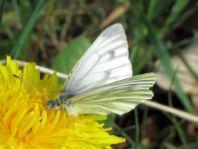 Grünader-Weißling (Rapsweißling), Pieris napi