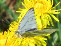 Grünader-Weißling (Rapsweißling), Pieris napi