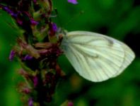 Grünader-Weißling (Rapsweißling), Pieris napi