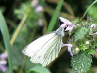 Grünader-Weißling (Rapsweißling), Pieris napi