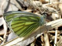 Grünader-Weißling (Rapsweißling), Pieris napi