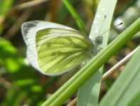Grünader-Weißling (Rapsweißling), Pieris napi