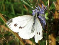 Grünader-Weißling (Rapsweißling), Pieris napi
