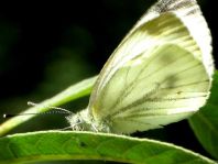 Grünader-Weißling (Rapsweißling), Pieris napi