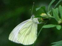 Grünader-Weißling (Rapsweißling), Pieris napi