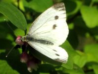 Grünader-Weißling (Rapsweißling), Pieris napi