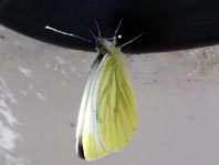 Grünader-Weißling (Rapsweißling), Pieris napi