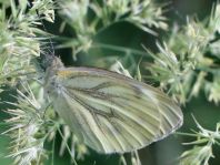 Grünader-Weißling (Rapsweißling), Pieris napi