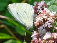 Grünader-Weißling (Rapsweißling), Pieris napi