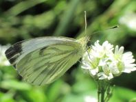 Grünader-Weißling (Rapsweißling), Pieris napi