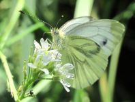 Grünader-Weißling (Rapsweißling), Pieris napi