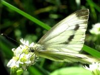 Grünader-Weißling (Rapsweißling), Pieris napi