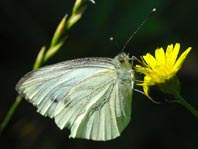 Grünader-Weißling (Rapsweißling), Pieris napi