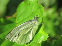 Grünader-Weißling (Rapsweißling), Pieris napi