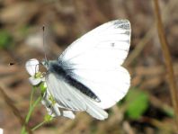 Grünader-Weißling (Rapsweißling), Pieris napi