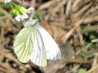 Grünader-Weißling (Rapsweißling), Pieris napi