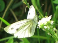 Grünader-Weißling (Rapsweißling), Pieris napi