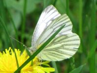 Grünader-Weißling (Rapsweißling), Pieris napi