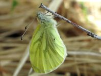Grünader-Weißling (Rapsweißling), Pieris napi