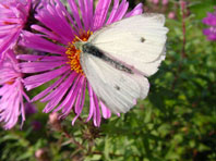 Kleiner Kohlweißling, Pieris rapae