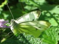 Grünader-Weißling (Rapsweißling), Pieris napi