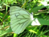 Grünader-Weißling (Rapsweißling), Pieris napi