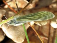 Grünader-Weißling (Rapsweißling), Pieris napi