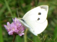 Kleiner Kohlweißling, Pieris rapae