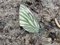 Grünader-Weißling (Rapsweißling), Pieris napi