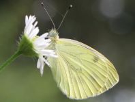 Grünader-Weißling (Rapsweißling), Pieris napi