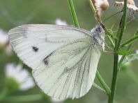 Grünader-Weißling (Rapsweißling), Pieris napi