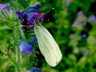 Grünader-Weißling (Rapsweißling), Pieris napi