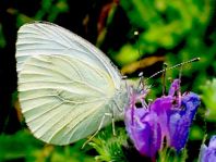 Grünader-Weißling (Rapsweißling), Pieris napi