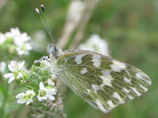 Pontia edusa, Resedafalter
