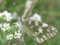 Pontia edusa, Resedafalter