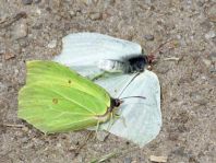 Zitronenfalter, Gonepteryx rhamni