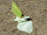 Zitronenfalter, Gonepteryx rhamni