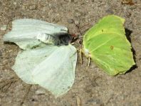 Zitronenfalter, Gonepteryx rhamni