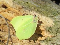 Zitronenfalter, Gonepteryx rhamni