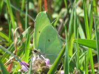 Zitronenfalter, Gonepteryx rhamni