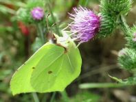 Zitronenfalter, Gonepteryx rhamni
