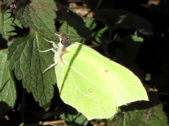 Zitronenfalter, Gonepteryx rhamni