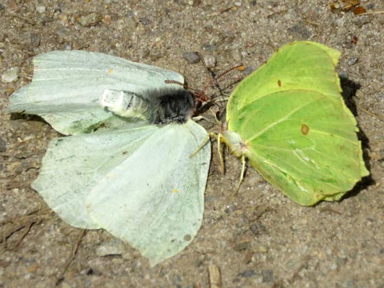 Zitronenfalter, Gonepteryx rhamni