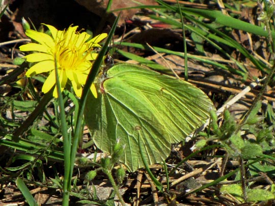 Zitronenfalter, Gonepteryx rhamni