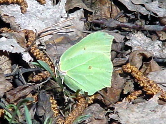Zitronenfalter, Gonepteryx rhamni