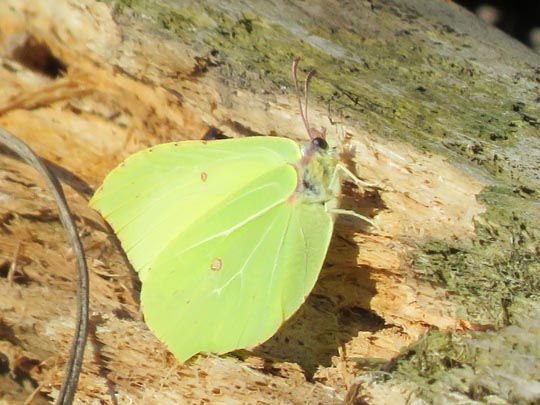 Zitronenfalter, Gonepteryx rhamni