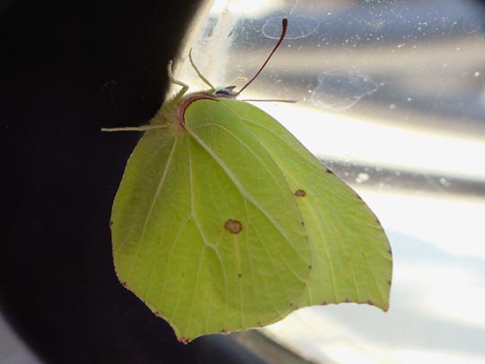 Zitronenfalter, Gonepteryx rhamni