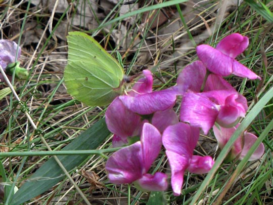 Zitronenfalter, Gonepteryx rhamni