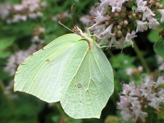 Zitronenfalter, Gonepteryx rhamni